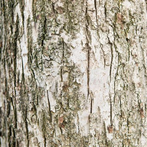 tree bark identification  good   beautiful