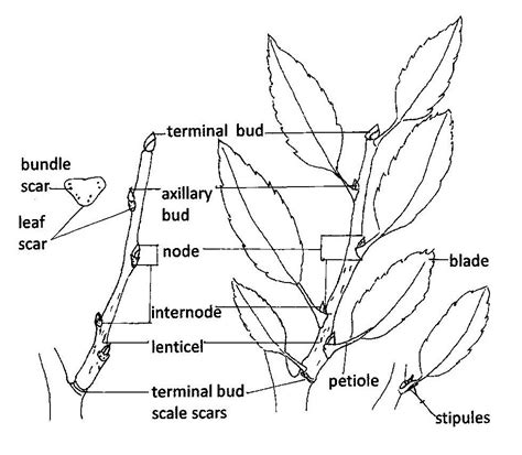 introduction  plant morphology biology libretexts