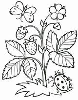 Coloring Strawberry Pages Kids Color sketch template