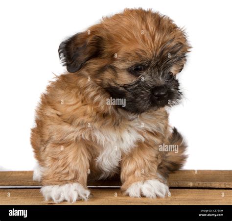 cute brown fluffy puppy sitting   plank