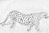 Cheetah Drawing sketch template