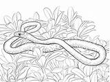 Snake Coloring Pages Racer Mamba Snakes Realistic Print Printable Reptiles Drawing Clipart Kids Drawings Templates Puzzle sketch template
