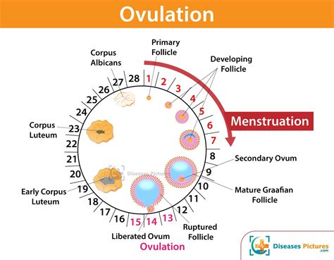 cramping  ovulation  symptoms day