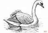 Coloring Swan Pages Floating Printable Drawing Paper sketch template