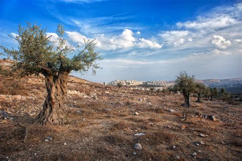 olive tree olive wood israel palestine beautiful scenery