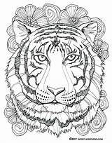 Tiger Coloring Pages Lily Getcolorings Pictu Color sketch template
