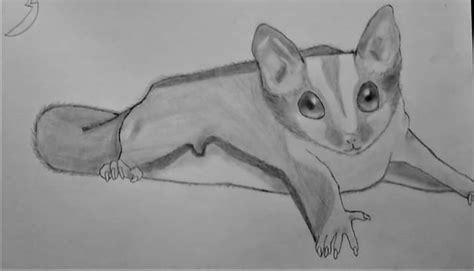 sisters sugar glider passed    drew   picture  remember