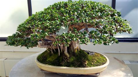 banyan bonsai tree trees