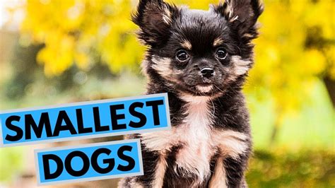 top  smallest dog breeds list youtube