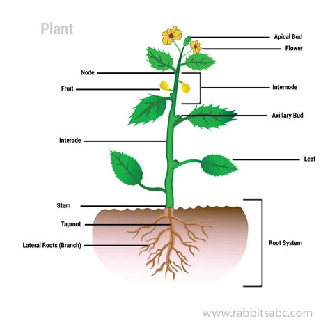 draw   gram  plant showing  parts   science    plants