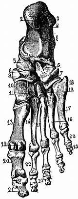 Bones Foot Etc Clipart Original sketch template