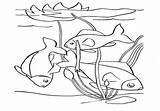Pond Coloring Animals Pages Getcolorings Getdrawings sketch template