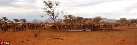 panic as 6 000 thirsty wild camels invade australian outback town