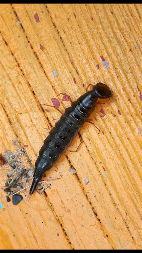 rove beetle larva pest control canada