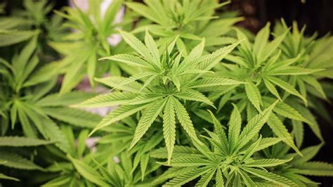 Cannabis Samen Und Pflanzen Legal Kaufen – Und Fehler Bei Anbau Vermeiden