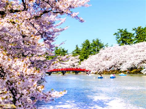 Cherry Blossom Festival Saga