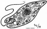 Euglena Protists sketch template
