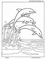 Dolphin Coloring Pages Printable Visit Kids sketch template