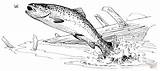 Trout Colorare Trote Disegni Ausmalbilder Forellen Pescado Regenbogenfisch Pesci Malvorlagen sketch template