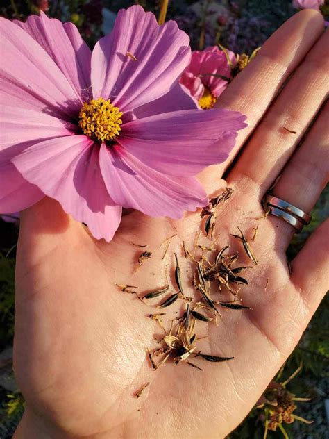 seed saving    save seeds  annual flowers homestead