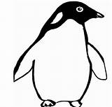 Pinguin Penguin Coloring Pages Cliparts Clipart Penguins Gif Drawing sketch template