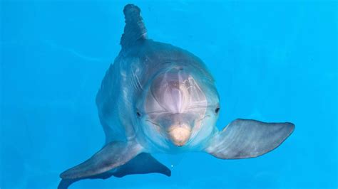 clearwater marine aquarium  home    dolphins wtspcom
