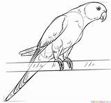 Coloring Parakeet Draw Drawing Pages Rose Parrots Ringed Step Rosella Printable Tutorials Parrot Drawings Realistic Animals Parakeets Kids Supercoloring Birds sketch template