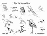 Birds Utah Coloring State Nevada Mammals Reptiles Amphibians Duck Habitats Exploringnature sketch template