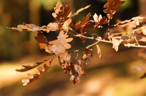 photo brown leaf