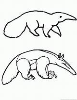 Anteater Pages Coloring 123coloringpages Animal sketch template