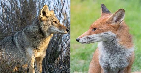 fox  coyote differences similarities   widespread canids