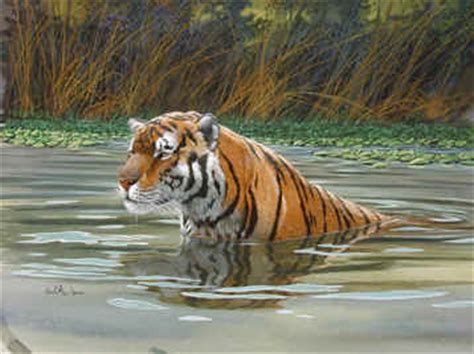 bengal tiger art print  don balke  deal  internet  bengal