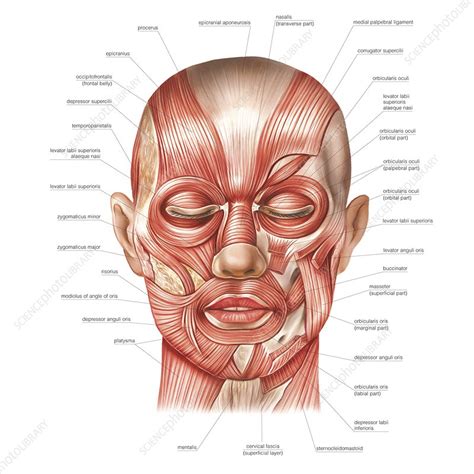 muscles   head laminated anatomy chart lupongovph