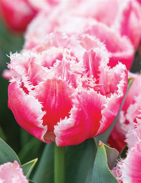 fringed tulips queensland tesselaar