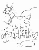 Goat Fazenda Bode Kolorowanki Cabras Ziege Koza Coloring4free Kozy 2069 Kolorowanka Druku Tudodesenhos Goats Drukuj sketch template