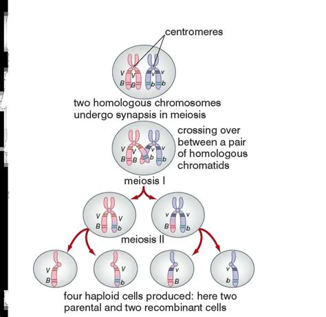 Chromosomes During Meiosis Divisions Behavior And Steps