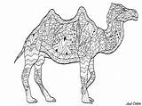 Camellos Dromedarios Kamele Dromedare Cammelli Erwachsene Malbuch Adultos Dromedari Cammello Camels sketch template