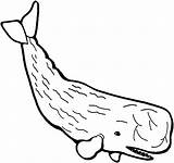 Whale Sperm Zum Ausmalen Wal Capodoglio Pottwal Ausmalbild Stampare Disegno Baleias Baleia Ballenas Kinderbilder Animali sketch template