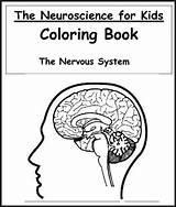 Coloring Neuroscience Book Brain Science Anatomy Kids Worksheets Nervous System Color Kenhub Pdf Books Use Source sketch template