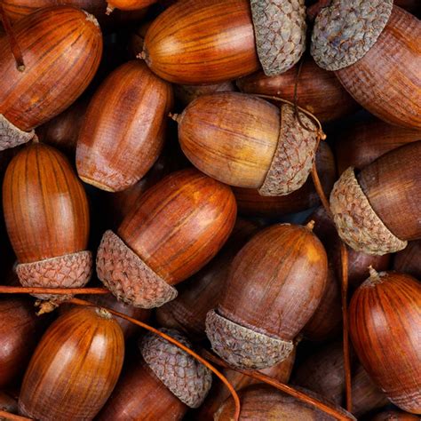 acorn crafts      fall readers digest canada