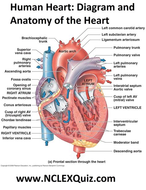 human heart diagram  anatomy   heart studypk