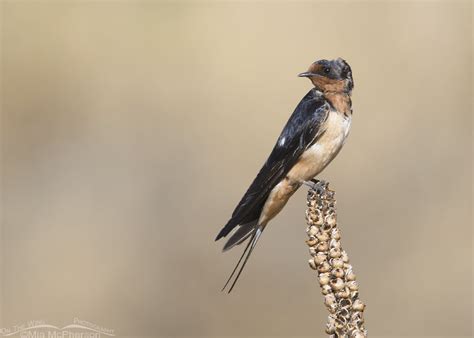 molting barn swallow  mullein mia mcphersons   wing photography