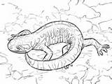 Salamander Coloring Pages Barred Tiger sketch template