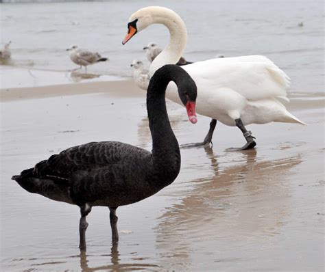 black swans   deviations  evolution  scientific theories   work  progress