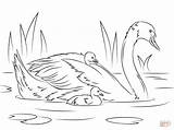 Swan Coloring Pages Printable Swans Colouring Crafts Template Lake Outline Mute Clipart Animals Drawing Print Results Nature Picolour Library Choose sketch template