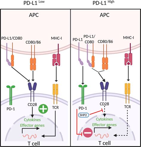 Pd 1 Mediated Immune Regulation Under Low Expression Levels Of Pd L1