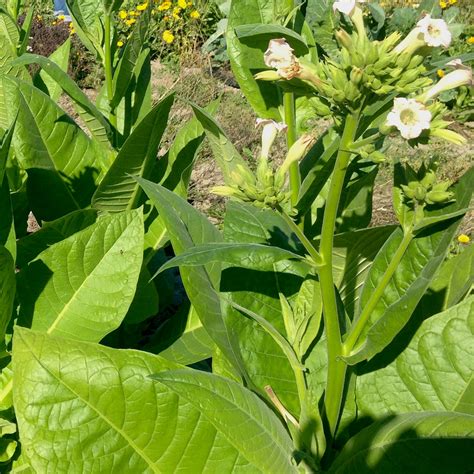 virginia tobacco seeds ravensong seeds herbals