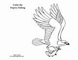 Osprey Birds Printable Prey Songbirds sketch template