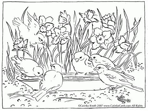 coloring page  adults nature coloring home