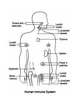 System Immune Coloring Pages Worksheet Lymphatic Human Printable Diagram Kids sketch template